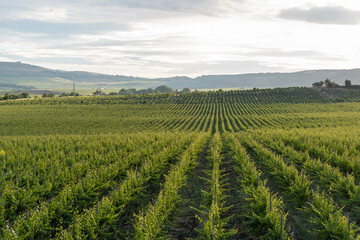 View of the vineyard in the evening at sunset in cloudy weather	