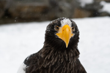 Steller's sea eagle closeup portrait	