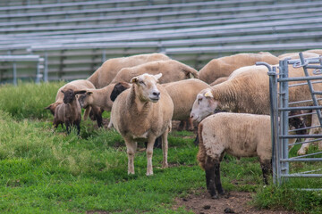 Obraz na płótnie Canvas herd of sheep