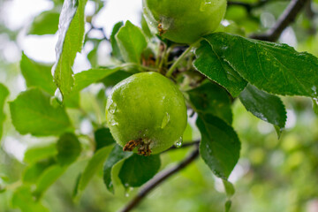 green apple on tree