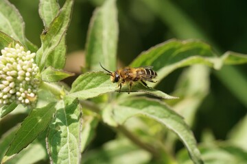 Closeup on a male purple loosestrife bee, Melitta nigricans sitting on a green leaf