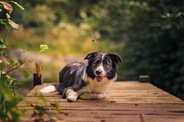 A Border Collie dog lies on a wooden pier by the water surrounded by nature during sunset.