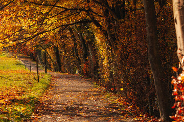 Mysterious beautiful romantic alley in the park with colorful leaves on the trees and sunlight. Autumn natural background.