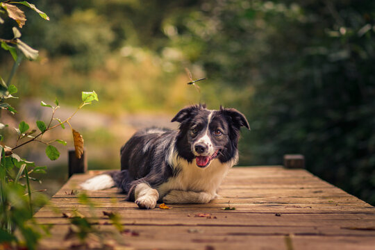 Fototapeta A Border Collie dog lies on a wooden pier by the water surrounded by nature during sunset.