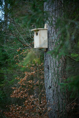 Budka lęgowa na drzewie w lesie. Gniazdo, jaja, pisklęta. © Tomasz