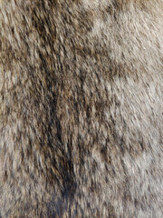Woolly covering of the animal on the whole background close-up