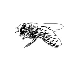 Black and white sketch of a wasp with transparent background