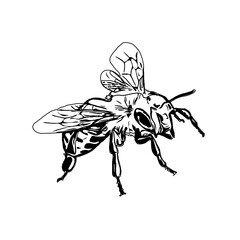 Black and white sketch of a wasp with transparent background