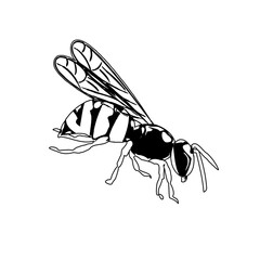 Black and white sketch of a wasp with transparent background