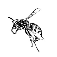 Black and white sketch of a wasp with transparent background