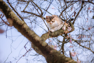 Dreifarbige Katze klettert im Baum, Frühling
