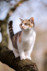 Dreifarbige Katze klettert im Baum, Frühling