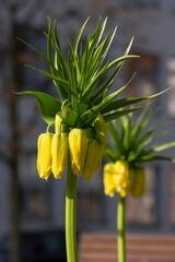 Fritillaria imperialis Maximea Lutea crown imperial flower in bloom, beautiful tall yellow flowering spring bulbous plant