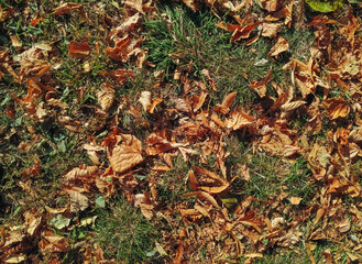 The yellow and dark orange autumn foliage of chestnuts lies on the ground with grass. View from above.