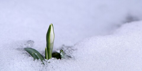 Pierwszy, pojedynczy pąk przebiśniegu (Galanthus nivalis) pośród bieli śniegu