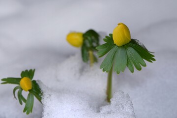 Kwitnące pośród śniegu pierwsze kwiaty wiosny, ranniki zimowe (Eranthis hyemalis)