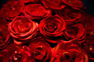 fresh dark red roses close up texture background for St. Valentine's Day