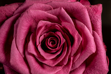 pink rose close up