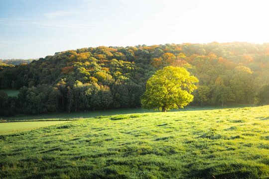 Autumn landscape with trees. Normandy countryside at sunrise in France.