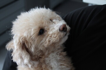 poodle puppy