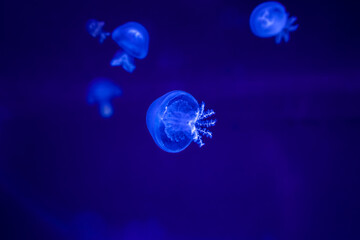 Obraz na płótnie Canvas deep underwater medusa, dark blue, jellyfishes, deep dark blue ocean water creature, transparent, macro detail, swim, side view, poison, medusa, energy ball