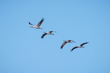 Common crane (Grus grus).