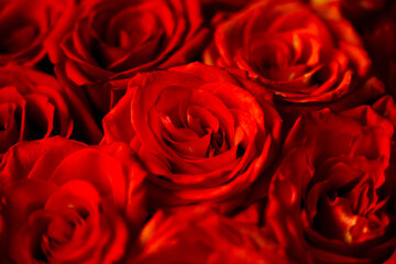 fresh dark red roses close up texture background for St. Valentine's Day