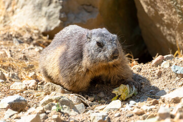 Ground squirrel in his nature enviroment.