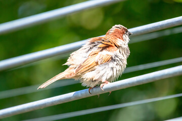 Finch on the steel in zoo.