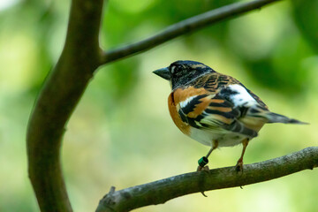 Finch on the branch with green background.