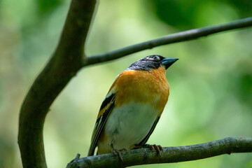 Finch on the branch with green background.