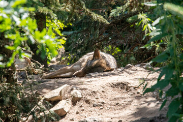 Wild wolf sleeping hidden in the sun.
