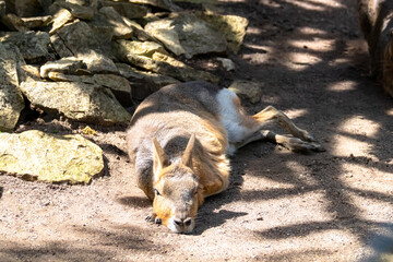 Mara steppe in nature enviroment.