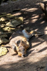 Mara steppe in nature enviroment.