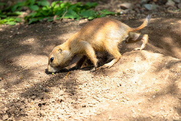Ground squirrel in his nature enviroment.