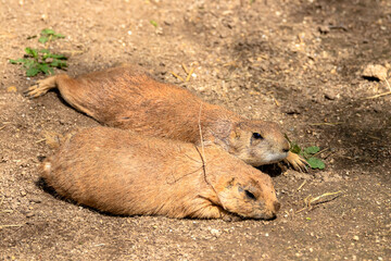 Ground squirrels resting on the ground.