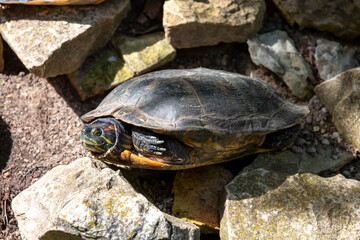 A land turtle basks on a rock.