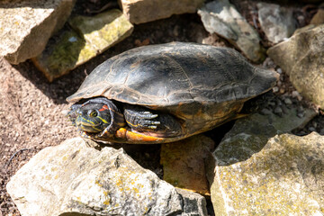 A land turtle basks on a rock.