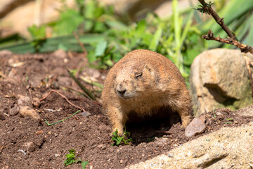 Ground squirrel with closed eyes
