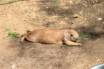 Ground squirrel resting on the ground.