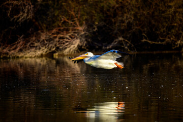 photograph of a American White .
