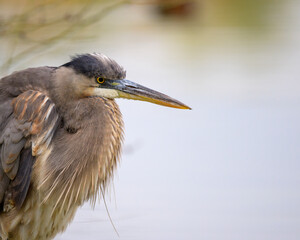 Photograph of a Great Blue Heron