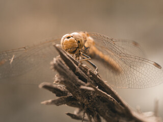 Frontale Nahaufnahme einer gelben Libelle die mit ausgebreiteten Flügeln auf einen Stück Holz...