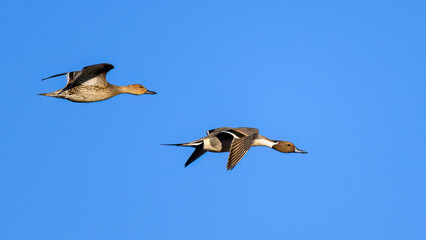 Photograph of Northern Pintail Ducks