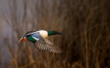 Obraz premium Photograph of Northern Shoveler Ducks