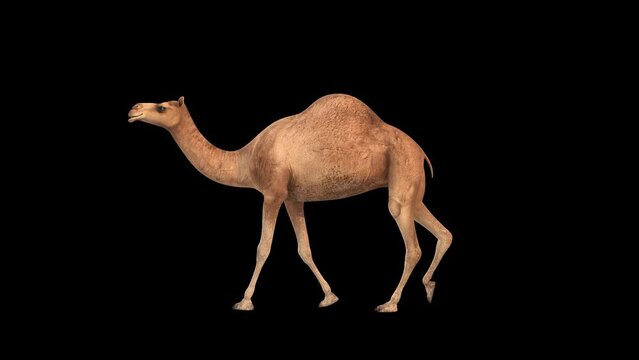 Camel walking