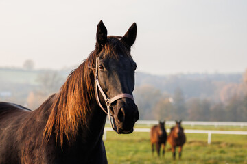 Thoroughbred horse mare on pasture. Farm animal