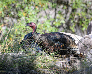 Photograph of a Wild Turkey