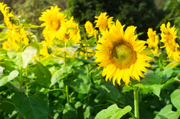 Sunflowers field on outdoor location.