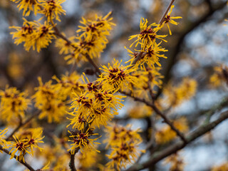 Fototapeta na wymiar Kleine Zweige der gelb blühenden Zaubernuss (Hamamelis) vor blauen Himmel fotografiert.